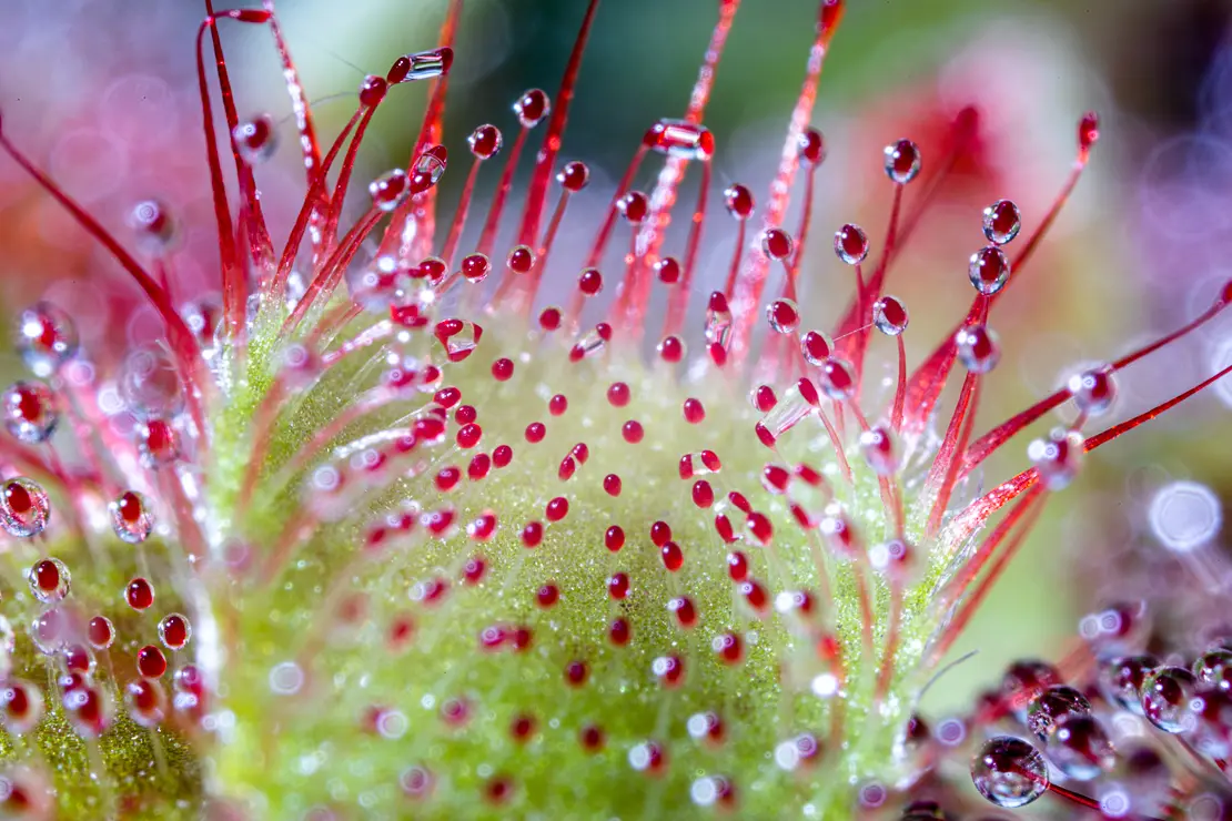 Drosera aliciae, Sonnentau